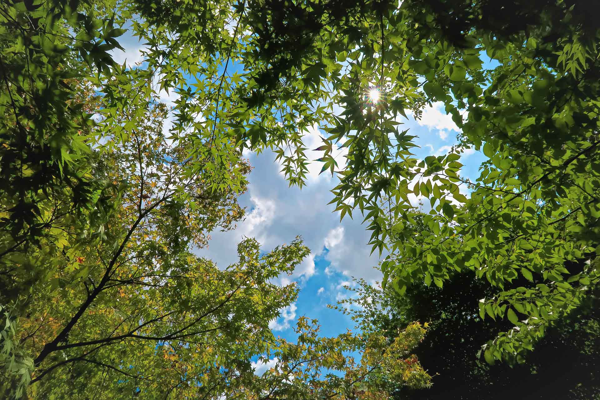 Friskt grönt lövverk mot blå himmel och sol som bryter igenom.