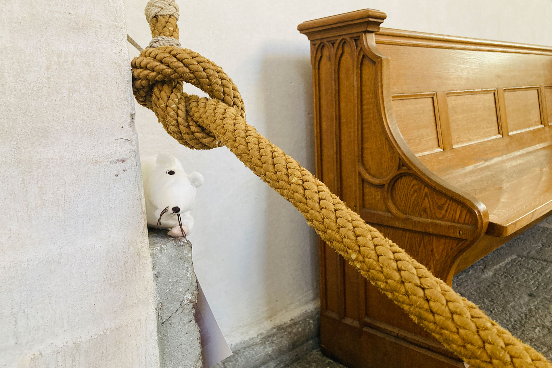 En vit mjukisråtta kikar fram bakom ett hörn och under ett rep i kyrkan.