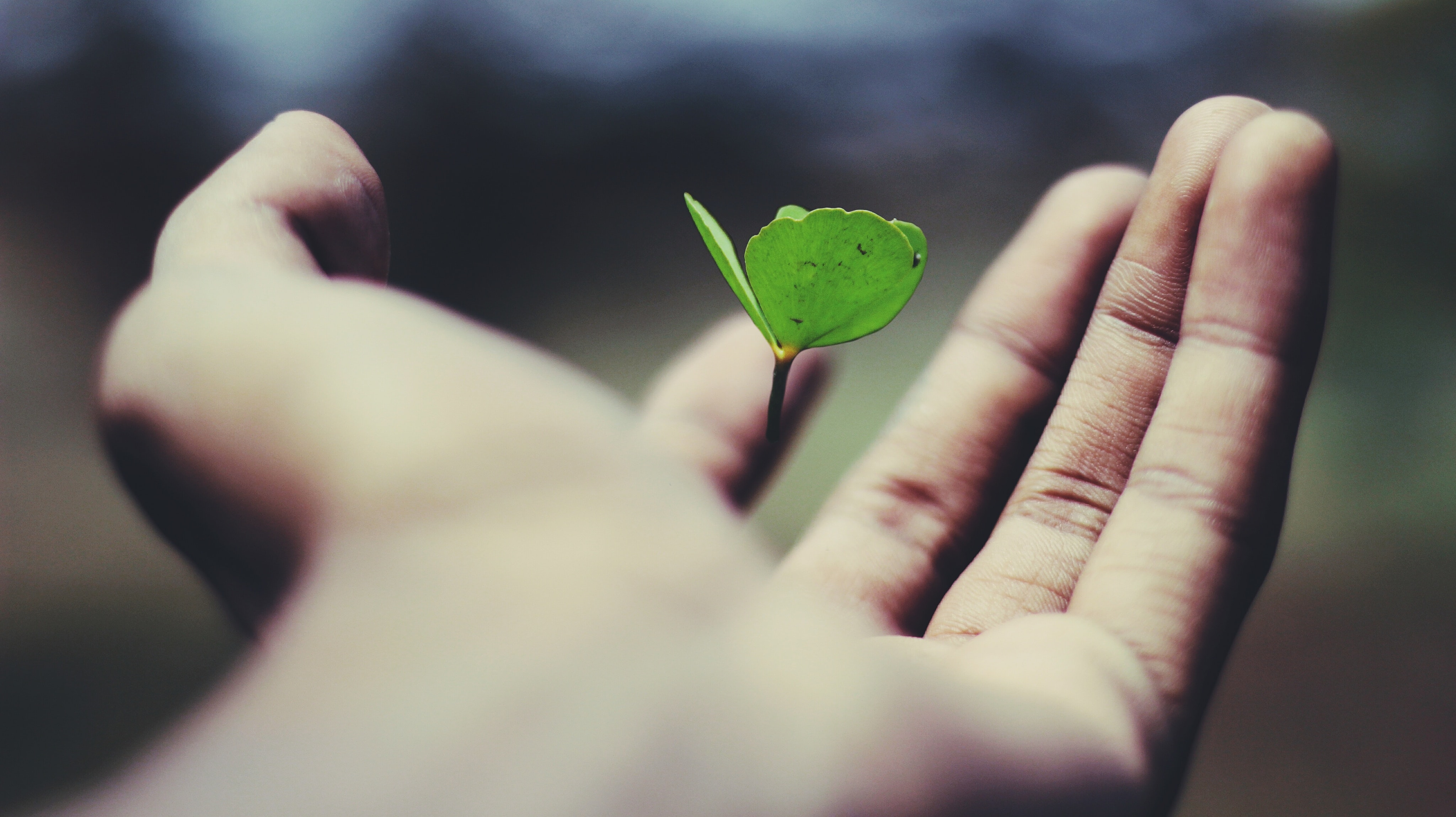 Hand som håller en grön liten planta