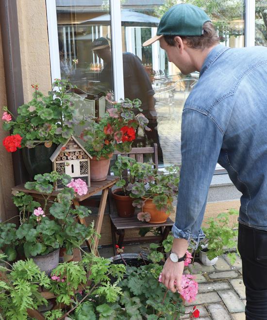 Pelargonior och bihotell på stolar i ett hörn.