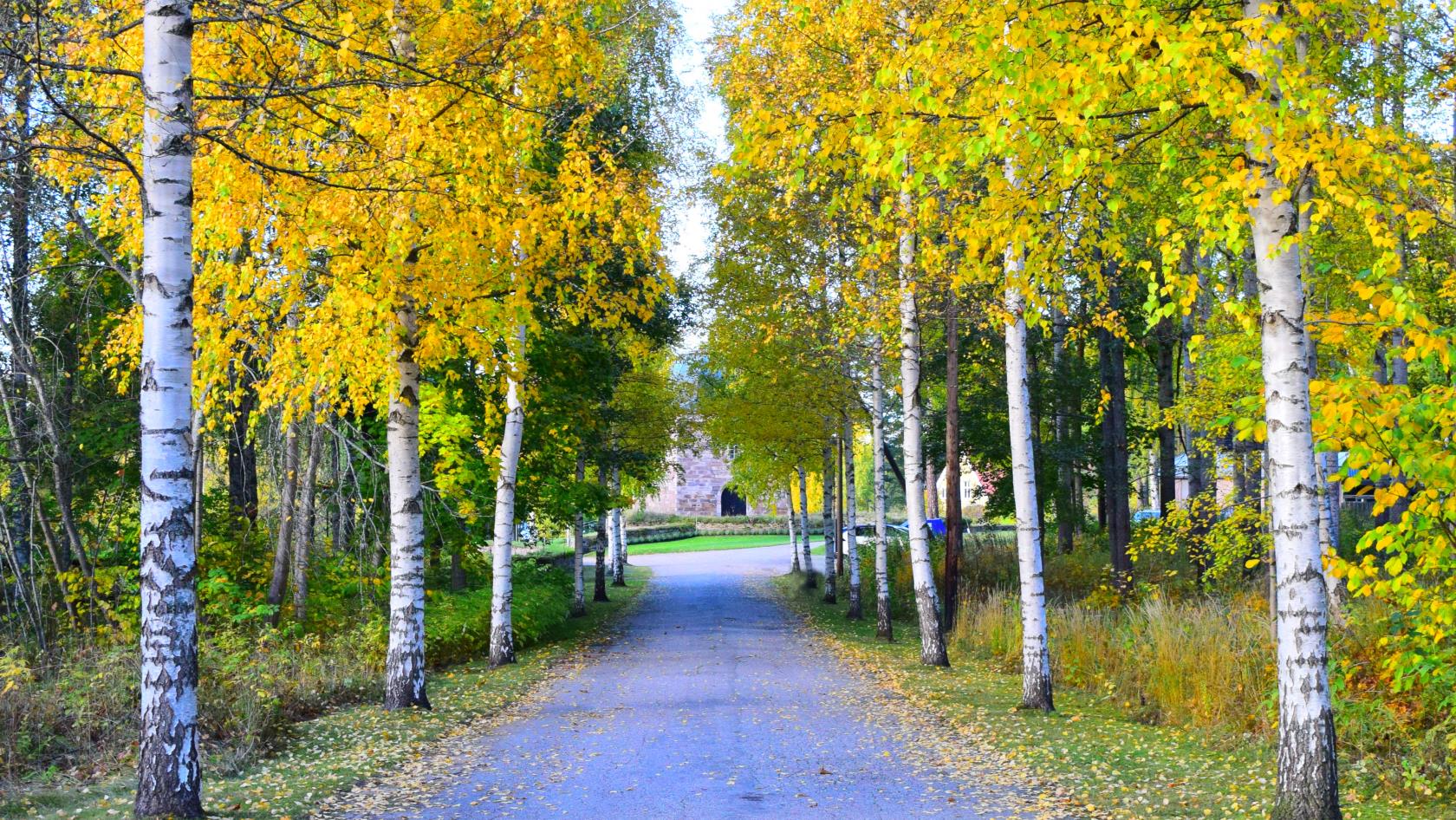 Björkar med gula blad efter vägen ned till kyrkogården.