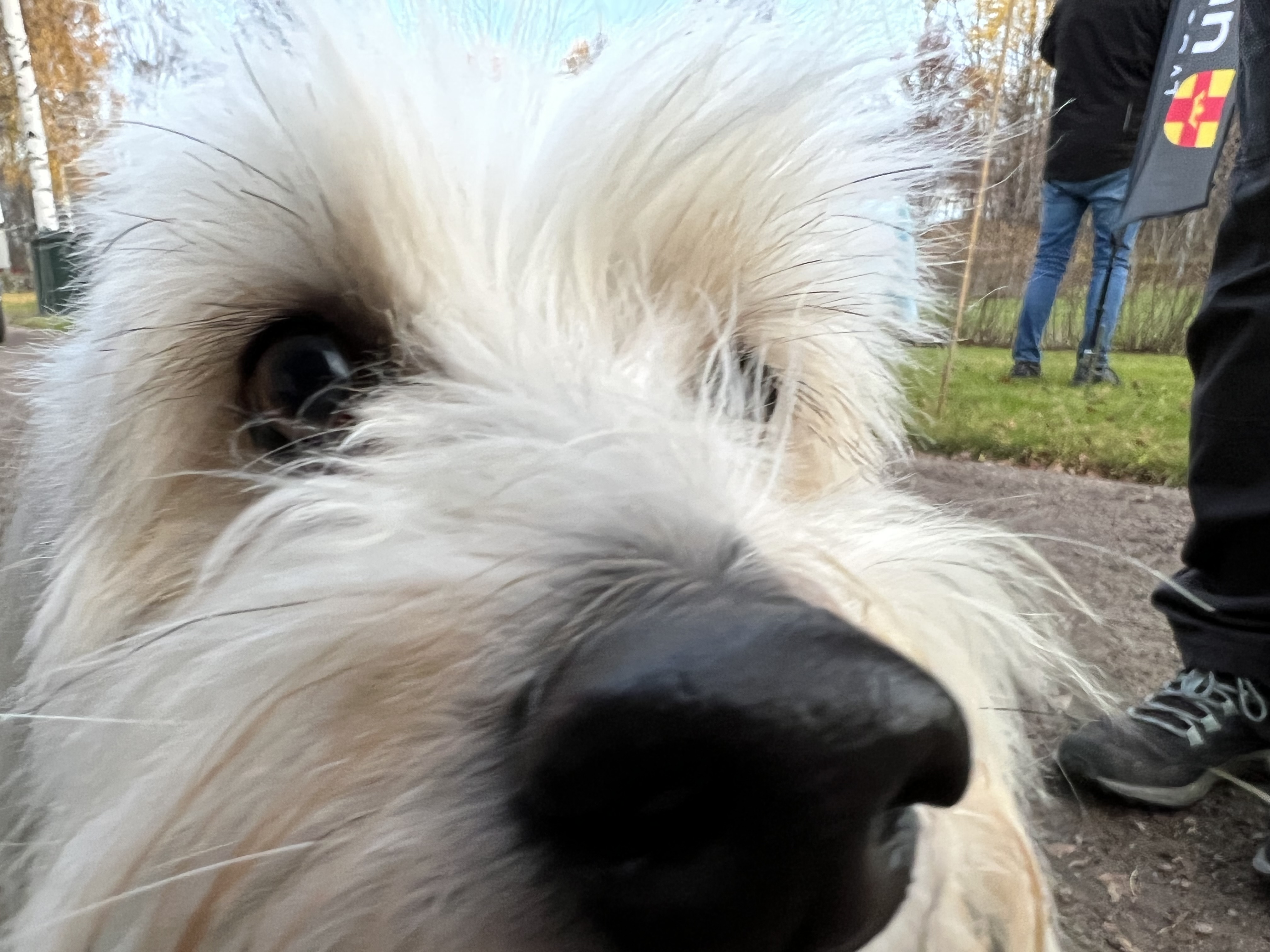 Kopplad hund på kyrkogården.