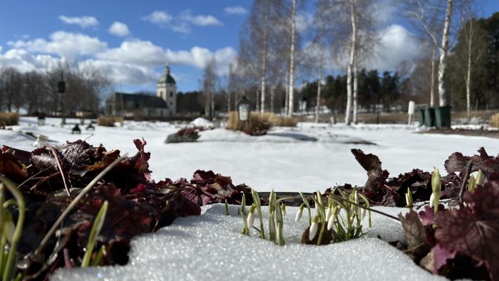 Snödroppar på askgravplatsen, Valbo kyrkogård.