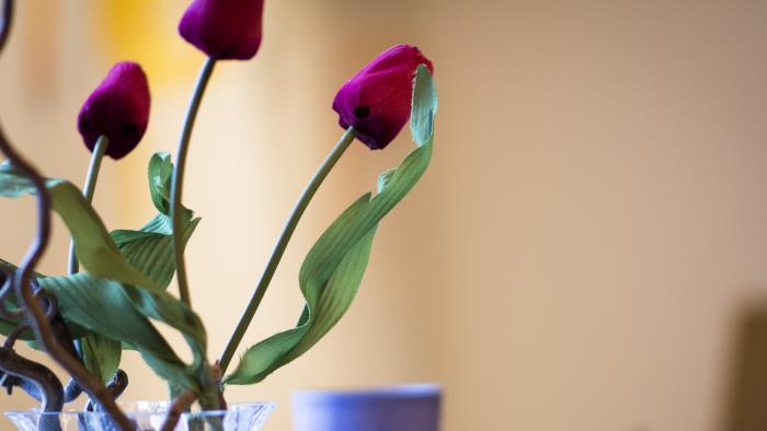 Till vänster syns en vas med röda tulpaner. Vasen är ljusblå och genomskinlig. I bakgrunden till höger syns konturerna  av en kalk, ett träkors och ett par levande taizéljus.