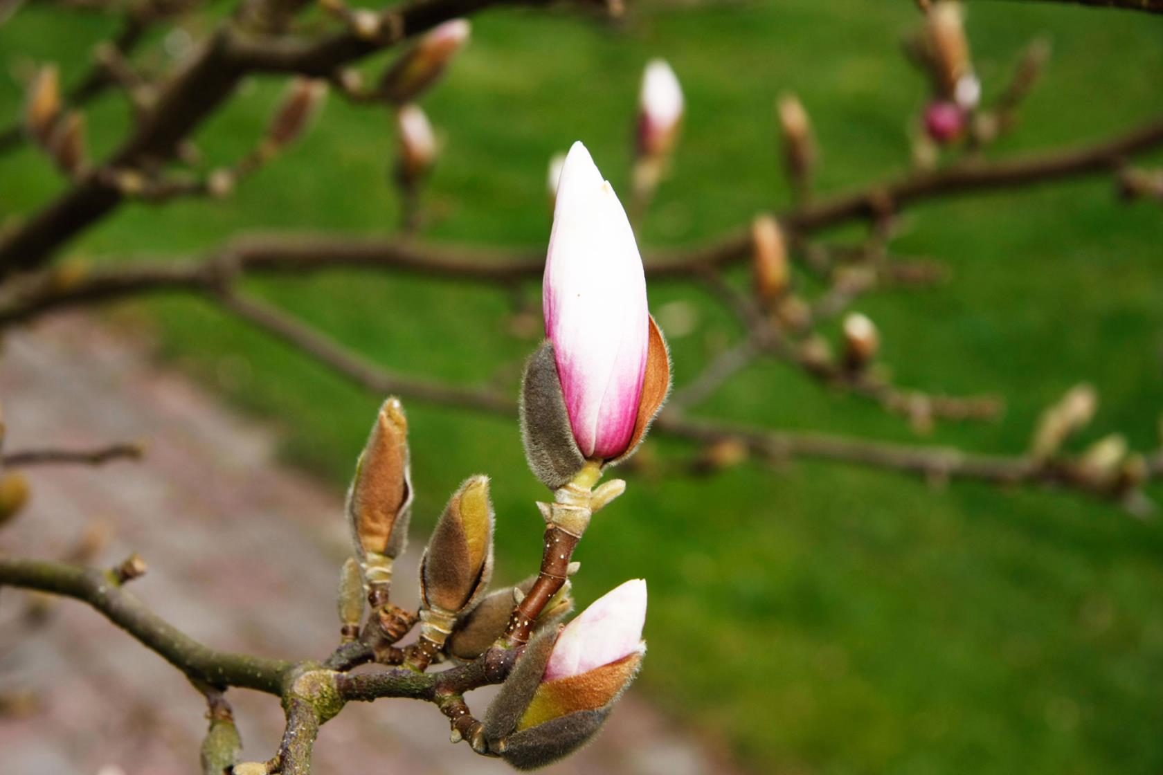 Magnolian i Prästgårdsparken