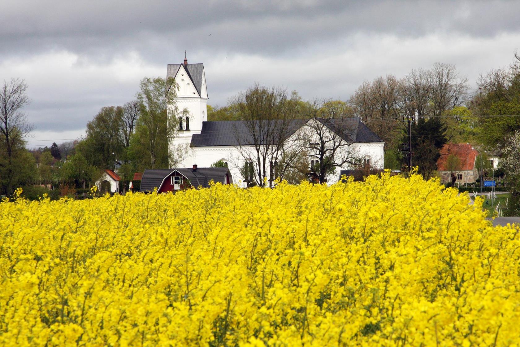 Lövestad kyrka med ett rapsfält framför