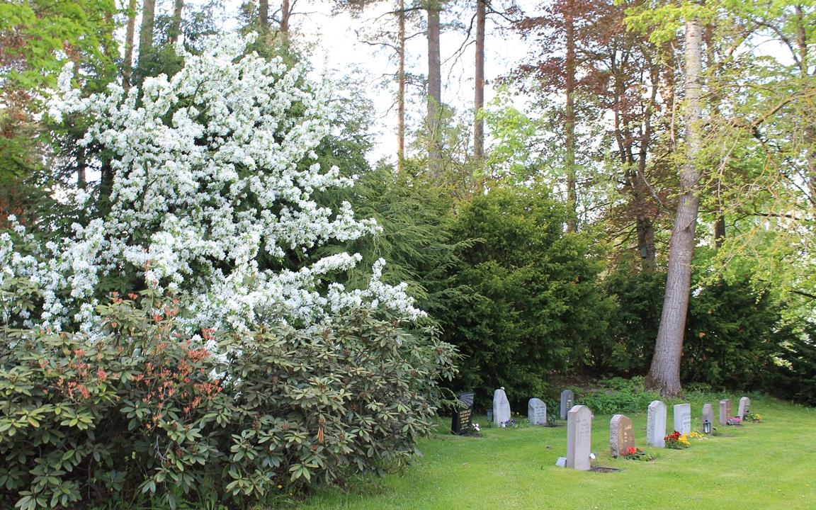 Blommande buskar på kyrkogården med några gravstenar i bakgrundenn