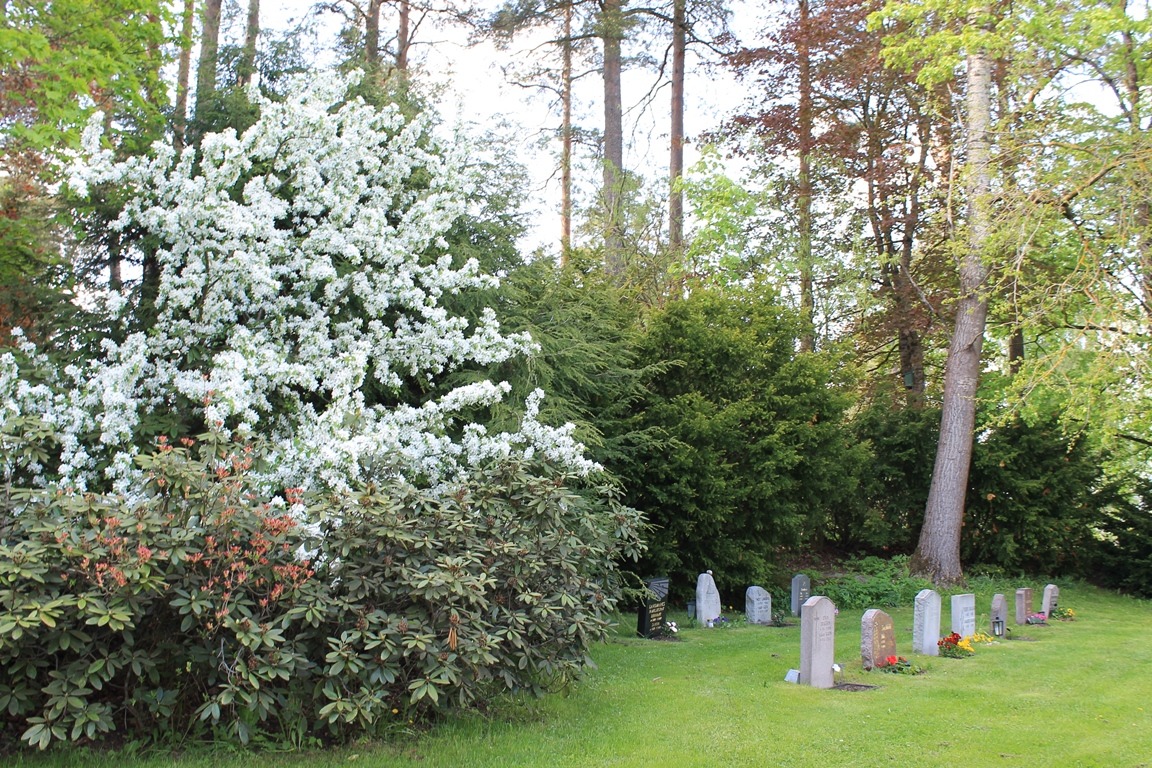 Blommande buskar på kyrkogården med några gravstenar i bakgrundenn