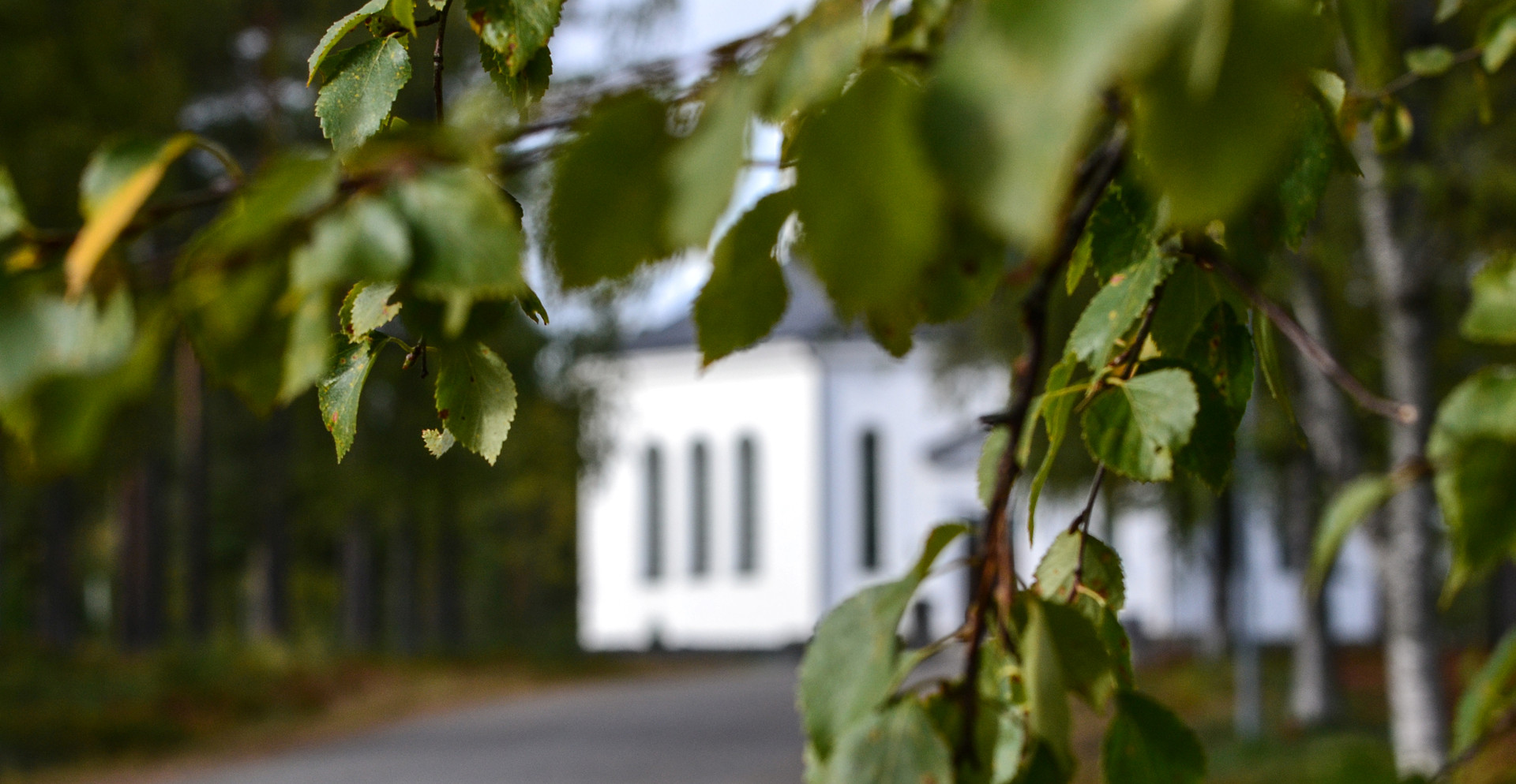 Byske kyrka betraktad genom en av björkarna i allén som leder upp mot kyrkobyggnaden