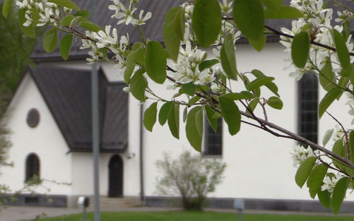 Kusmarks kyrka betraktad genom häggblom