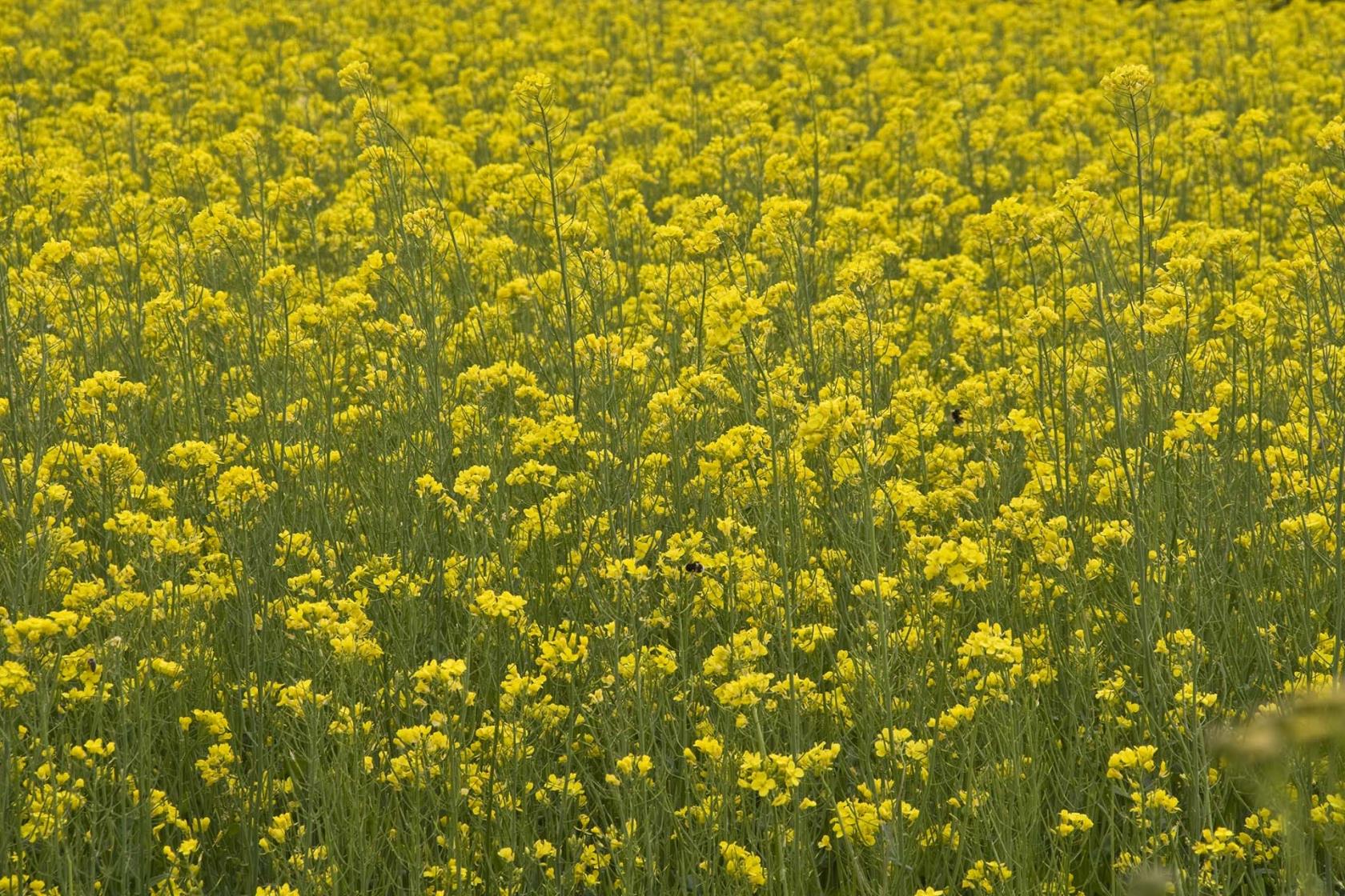 Sommaräng med gula blommor