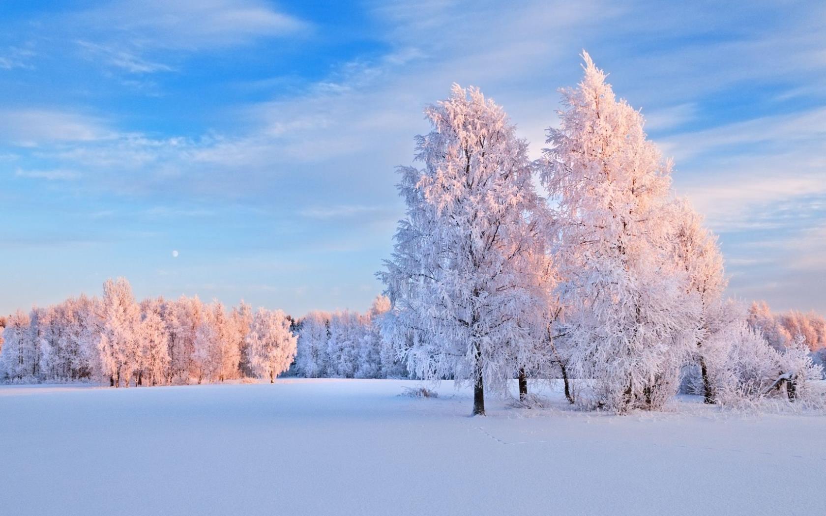 Vinterbild med blå himmel, snöklädda träd och snö på marken.