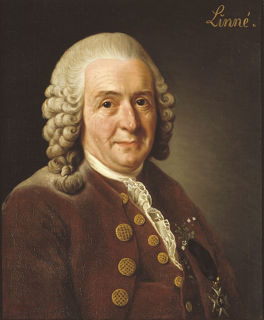 Tavla föreställande Carl von Linné.