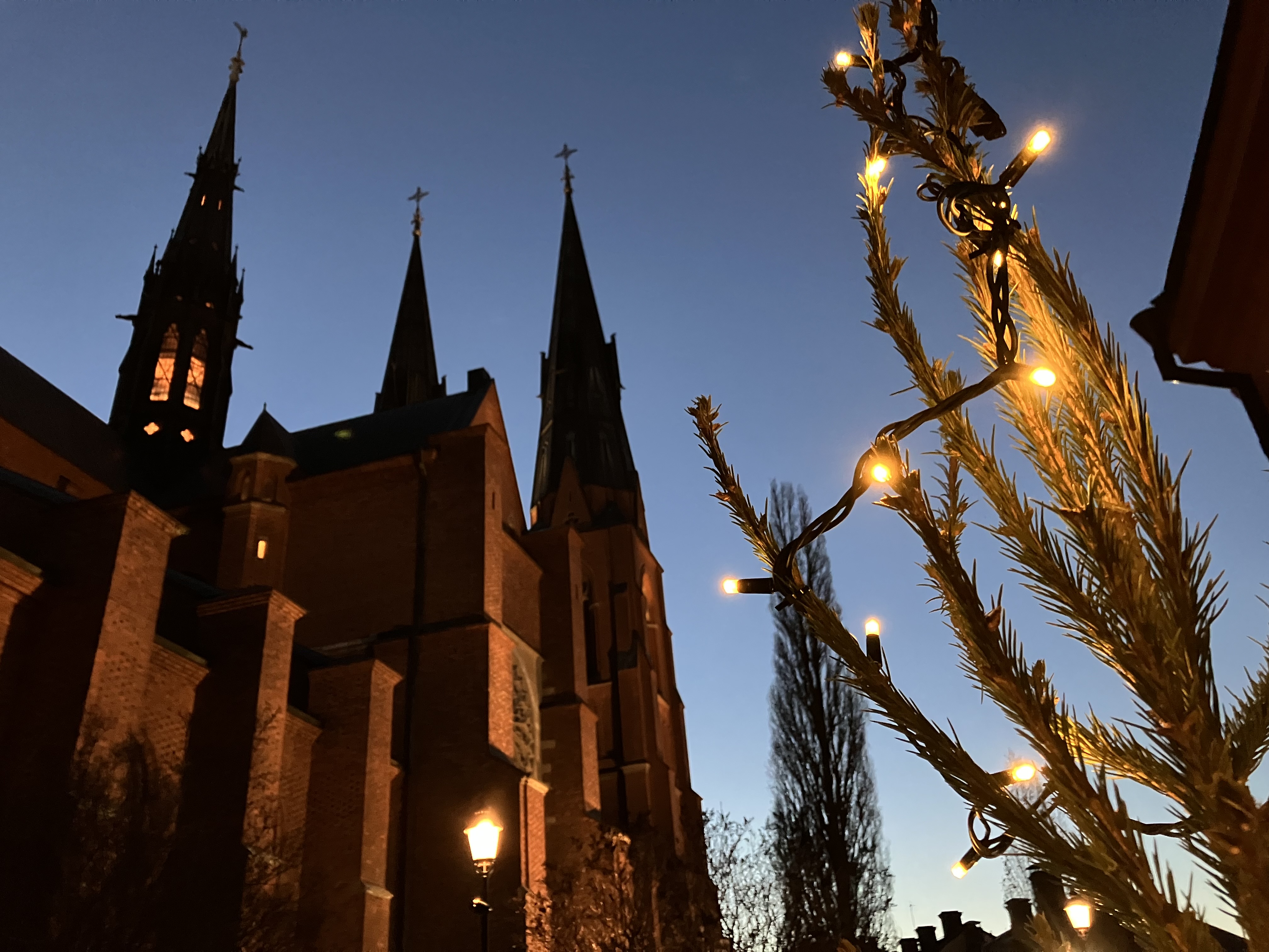 Uppsala domkyrka avtecknar sig mot gryningshimlen, sedd från öster med julgransbelysning i förgrunden.