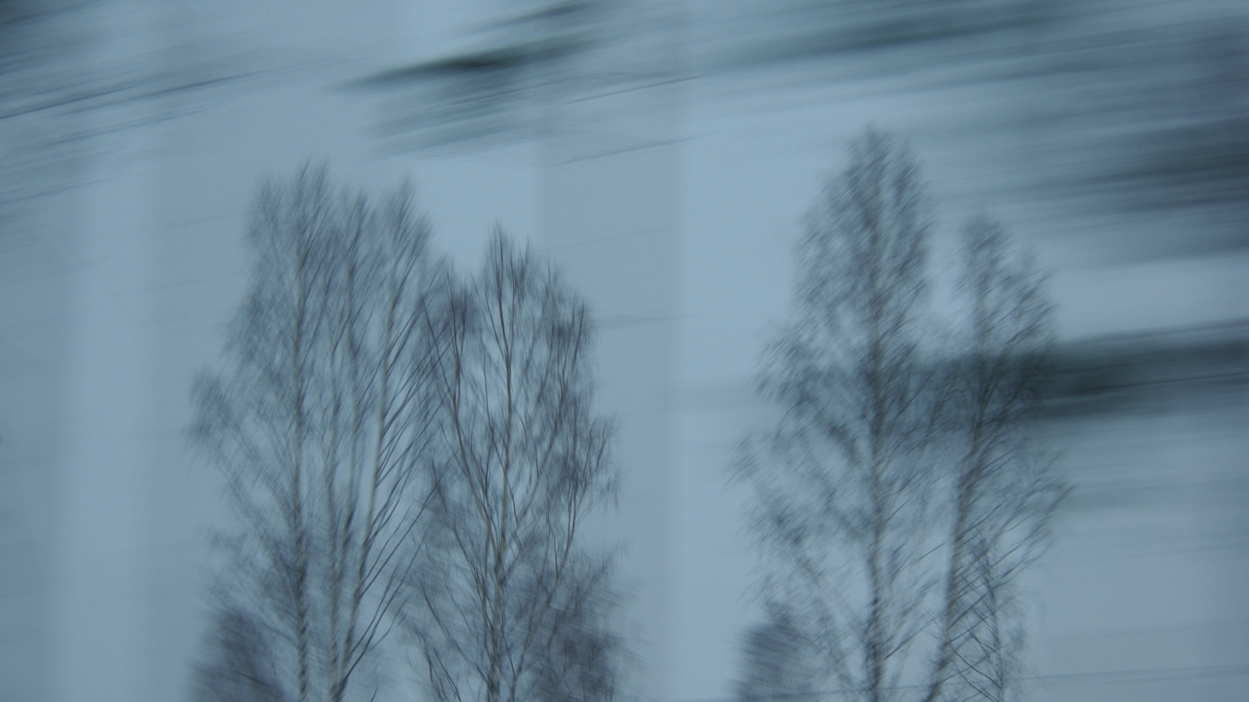 Detalj ur ett av Ira Löfmans foto där vi ser kala trädkronor mot en dovt blå och orolig himmel.