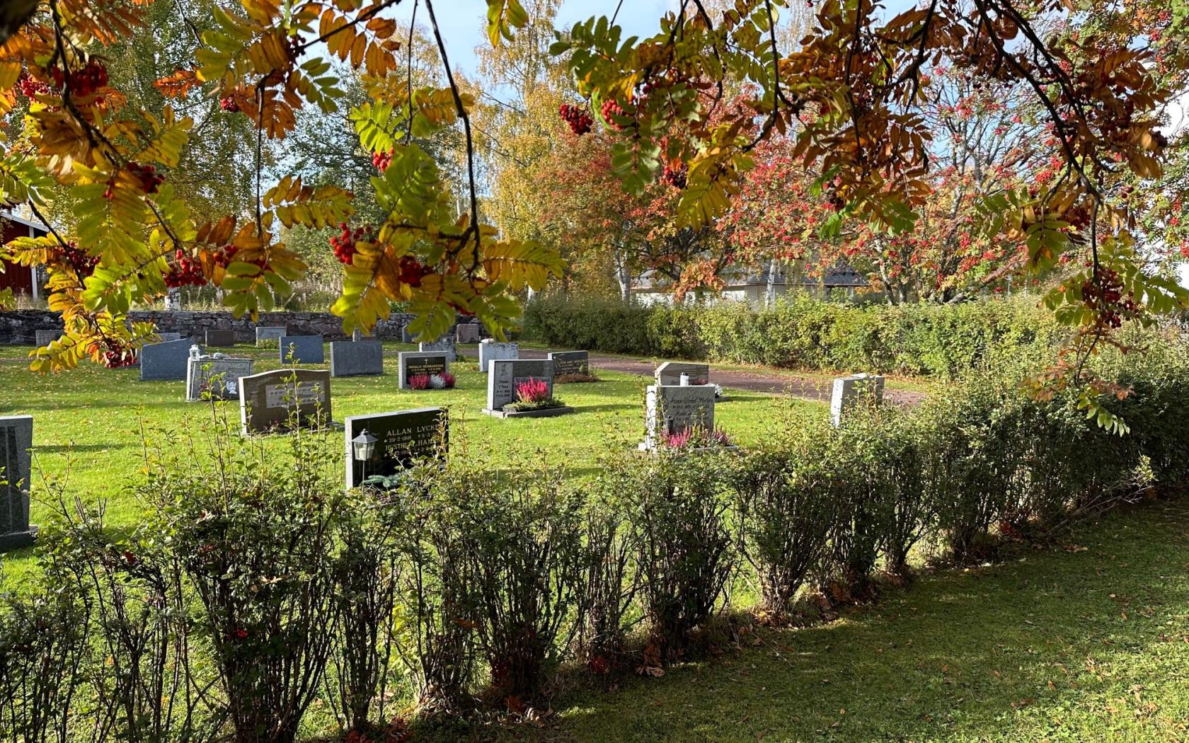 Kyrkogård, Gröna buskar, Rönn med höstlöv