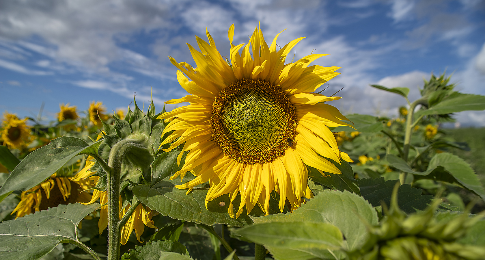 Blommande solros