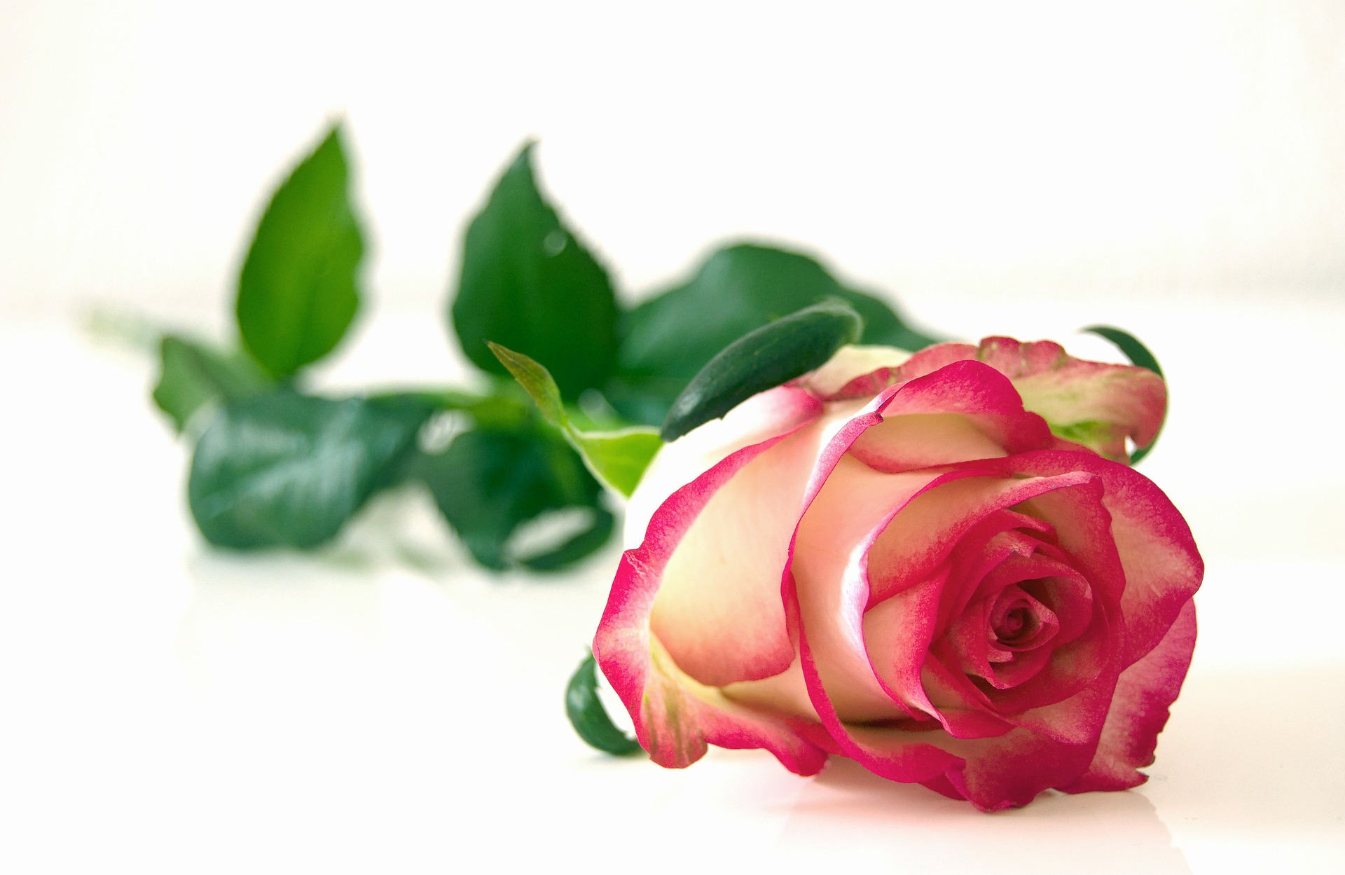 En enkel ros, som skiftar i rosa och vitt.