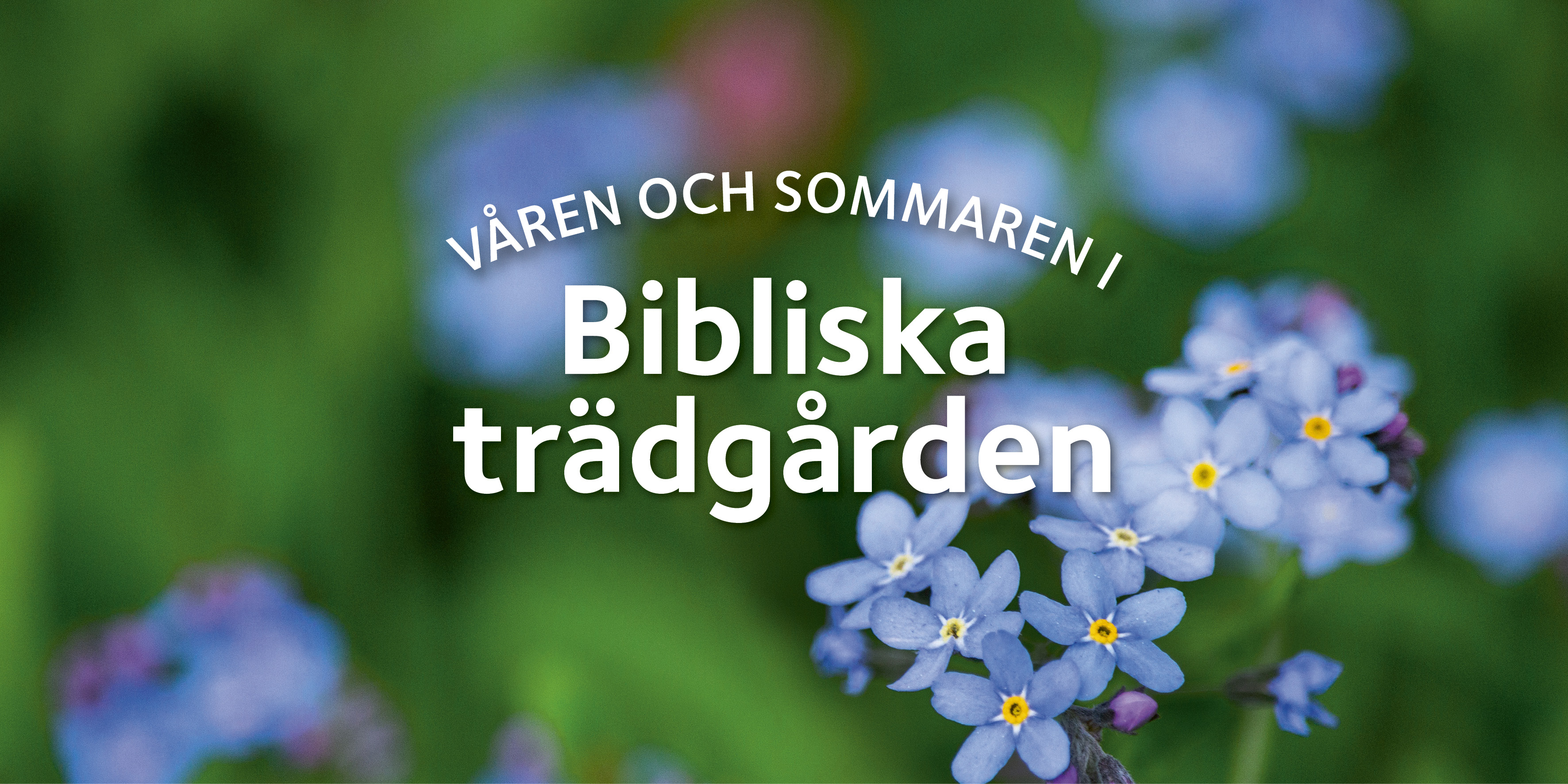 Blå blommor och text med information om vad som händer i Bibliska trädgården sommaren 2024