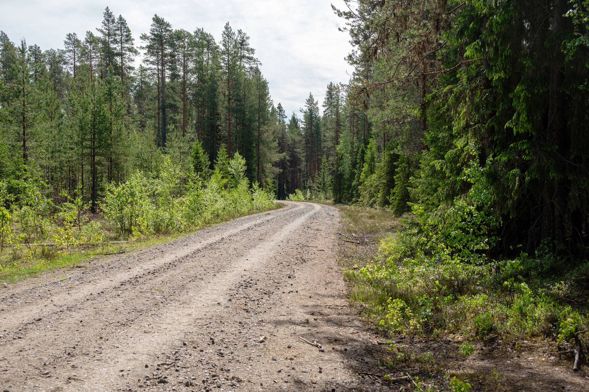 Grusväg som leder in i skogen.