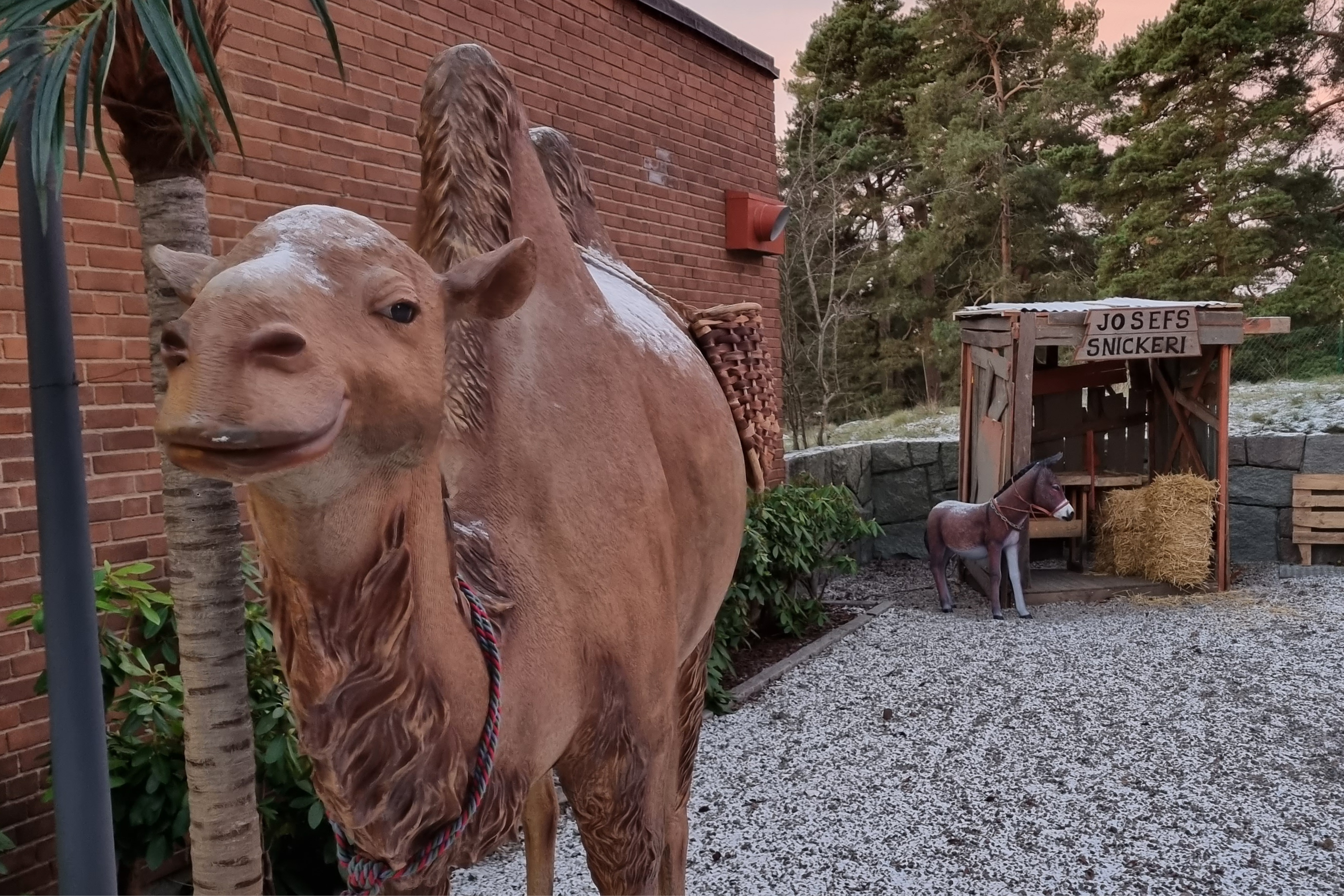 Herdarnas äng vid Årsta kyrka med en kamel i förgrunden