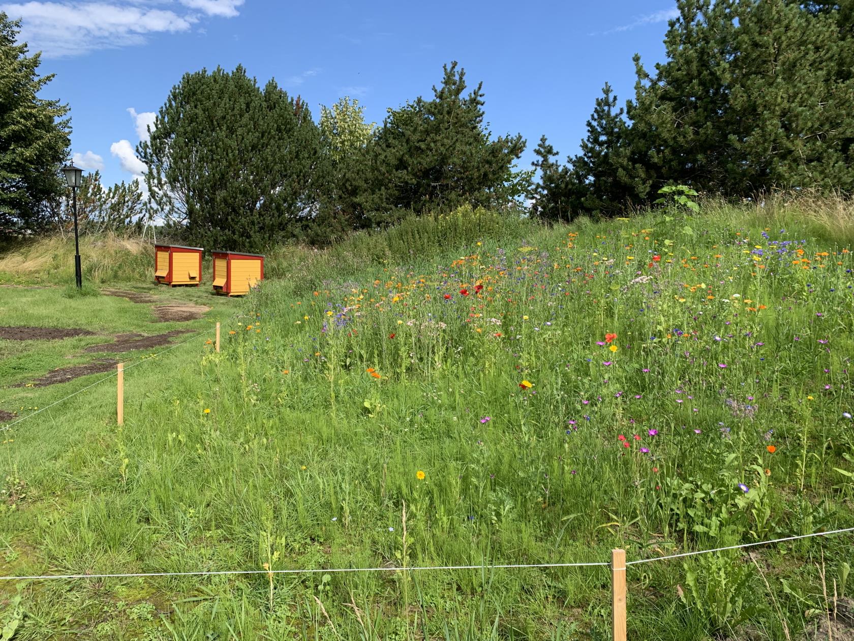 Grönskande äng med blommor