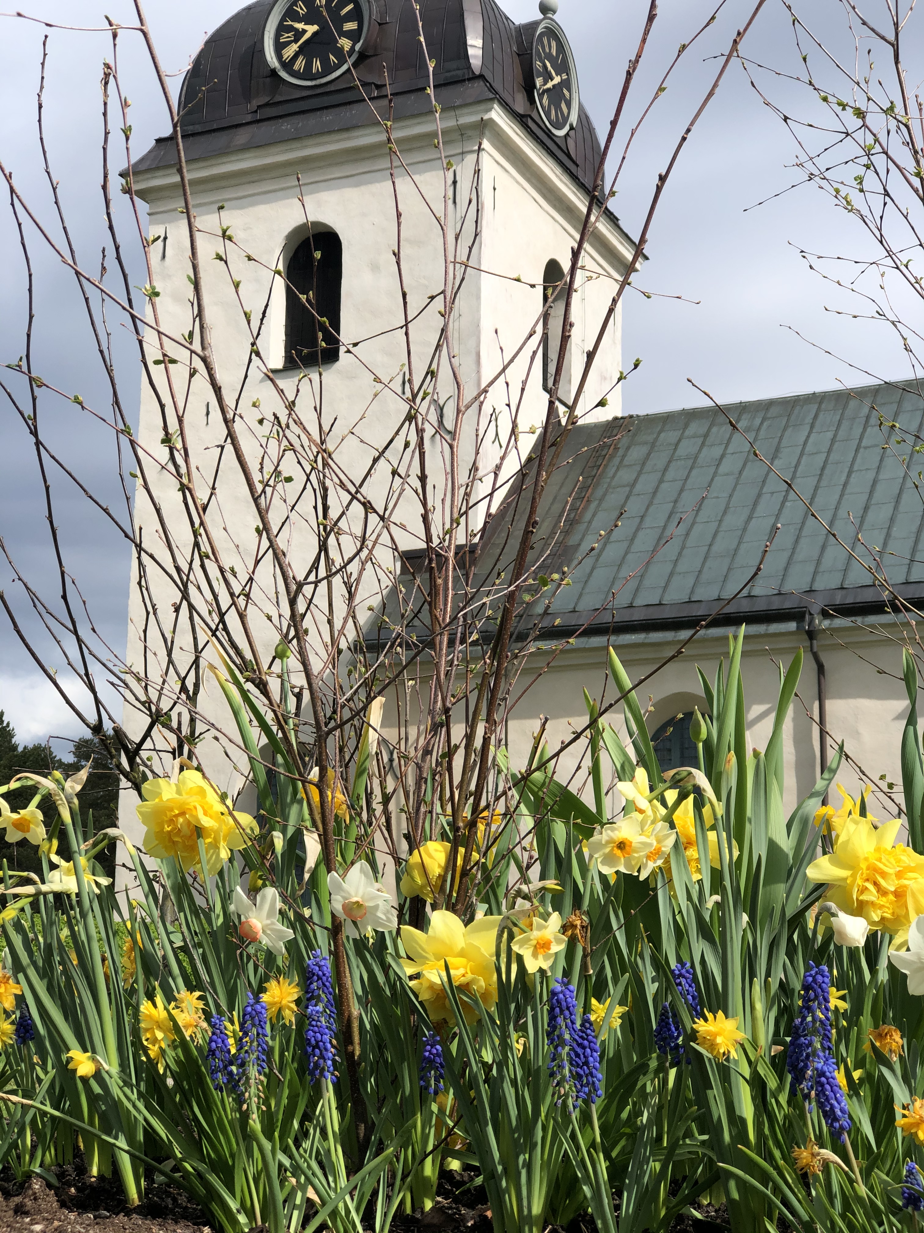 Påskliljor, pingstliljor och pärlhyacinter på kyrkogården vid Årsunda kyrka.
