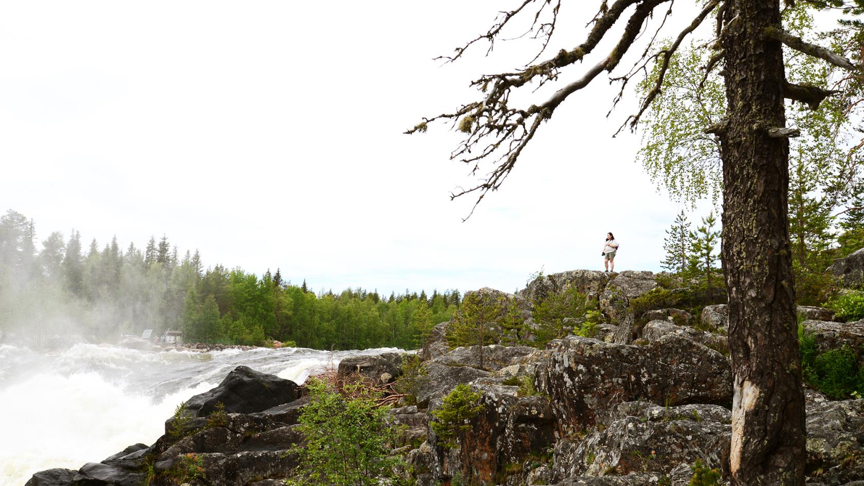 Naturen i Överkalix sommar och fors