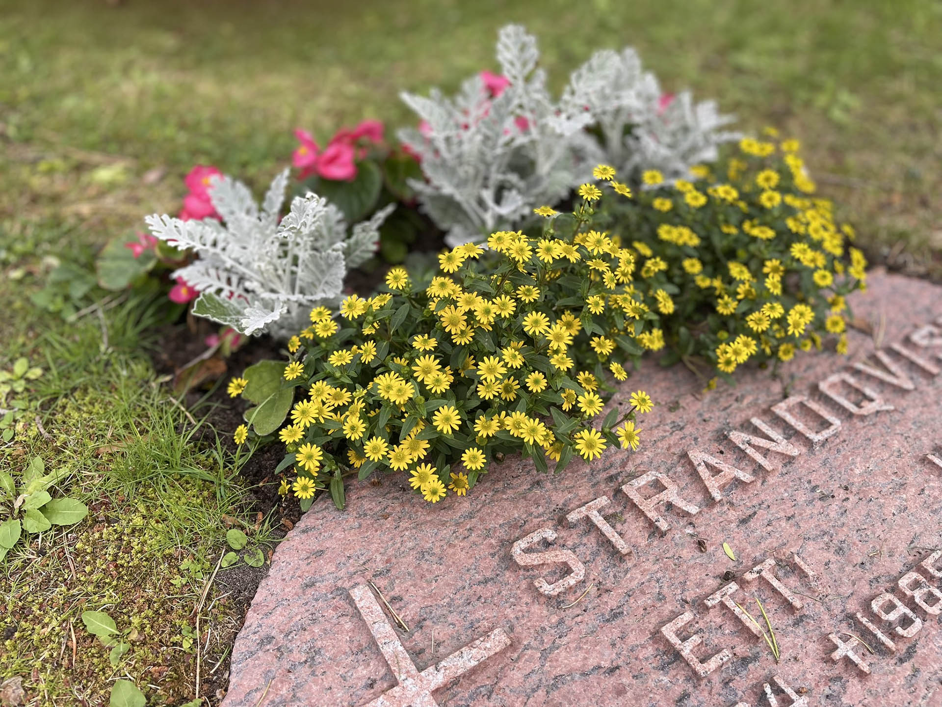 Gula, rosa och silverfärgade blommor vid en rödaktig, liggande gravsten.