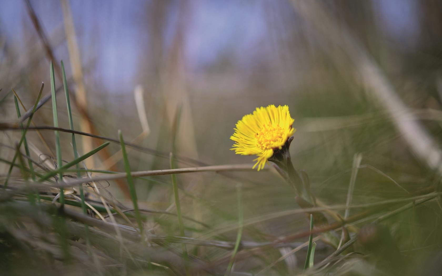 Bilden visar en gul tussilago med en suddig bakgrund av gräs.