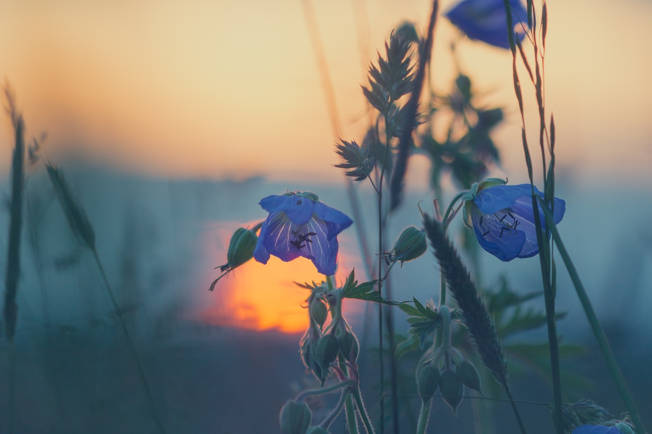 solnedgång och blommor