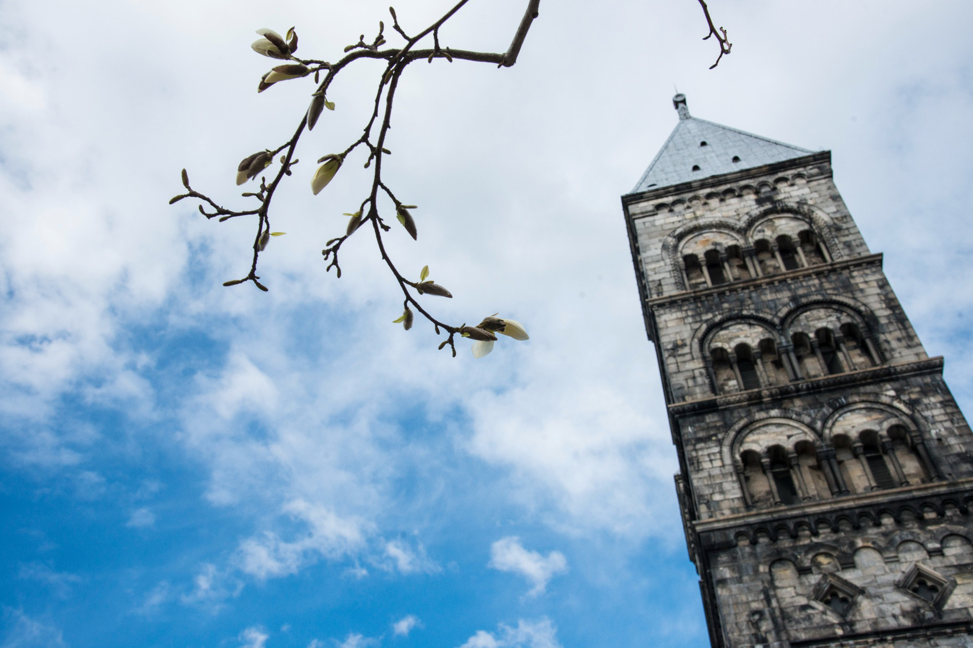 Lunds domkyrka och en blommande magnoliagren.