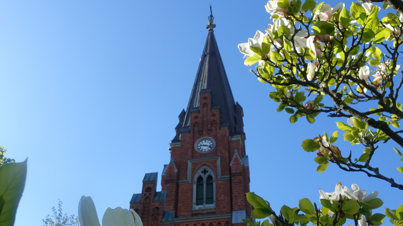 Bild på kyrkans torn med magnolian blommande framför