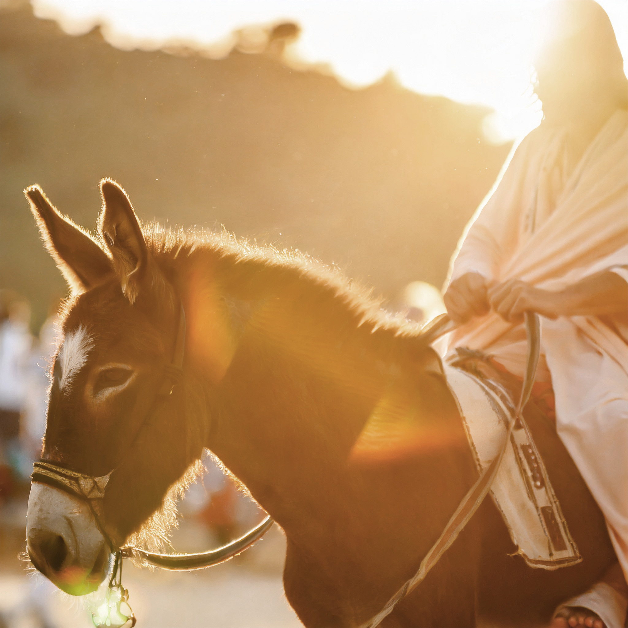 Jesus rider på åsna i motljus