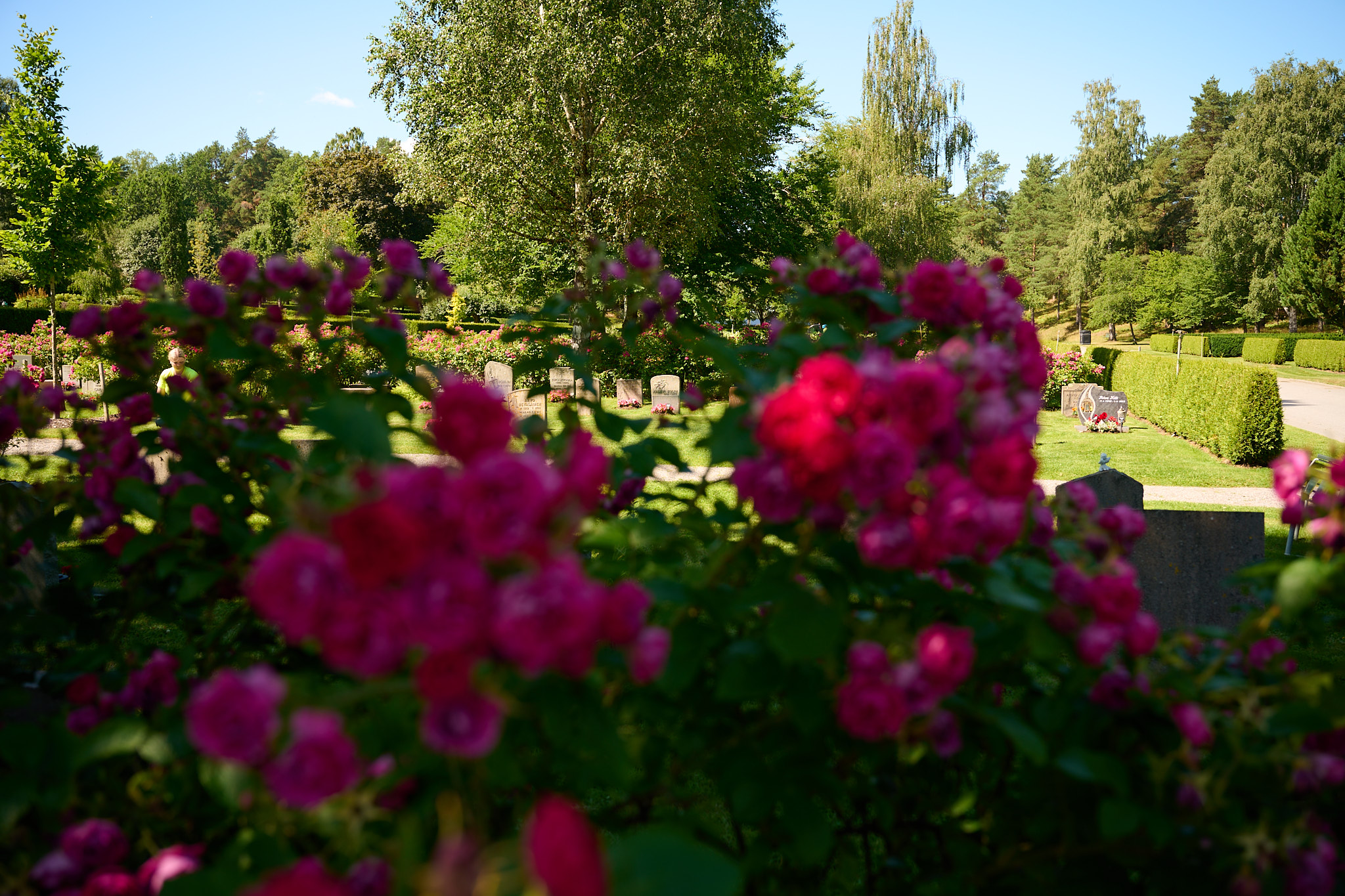 Urngravar med rosor i förgrunden