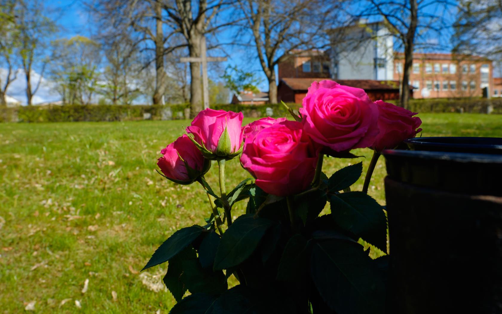 Grav med rosor, stort krucifix i bakgrunden