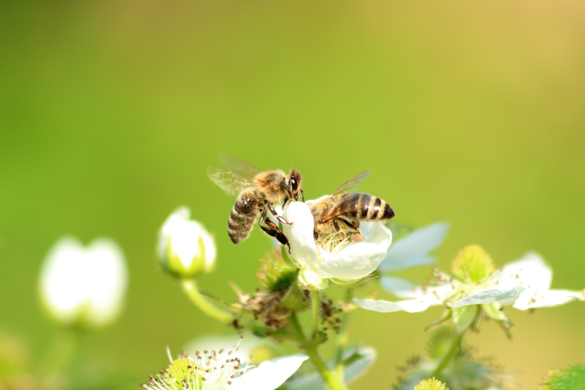 Närbild på två bin som pollinerar vita blommor.