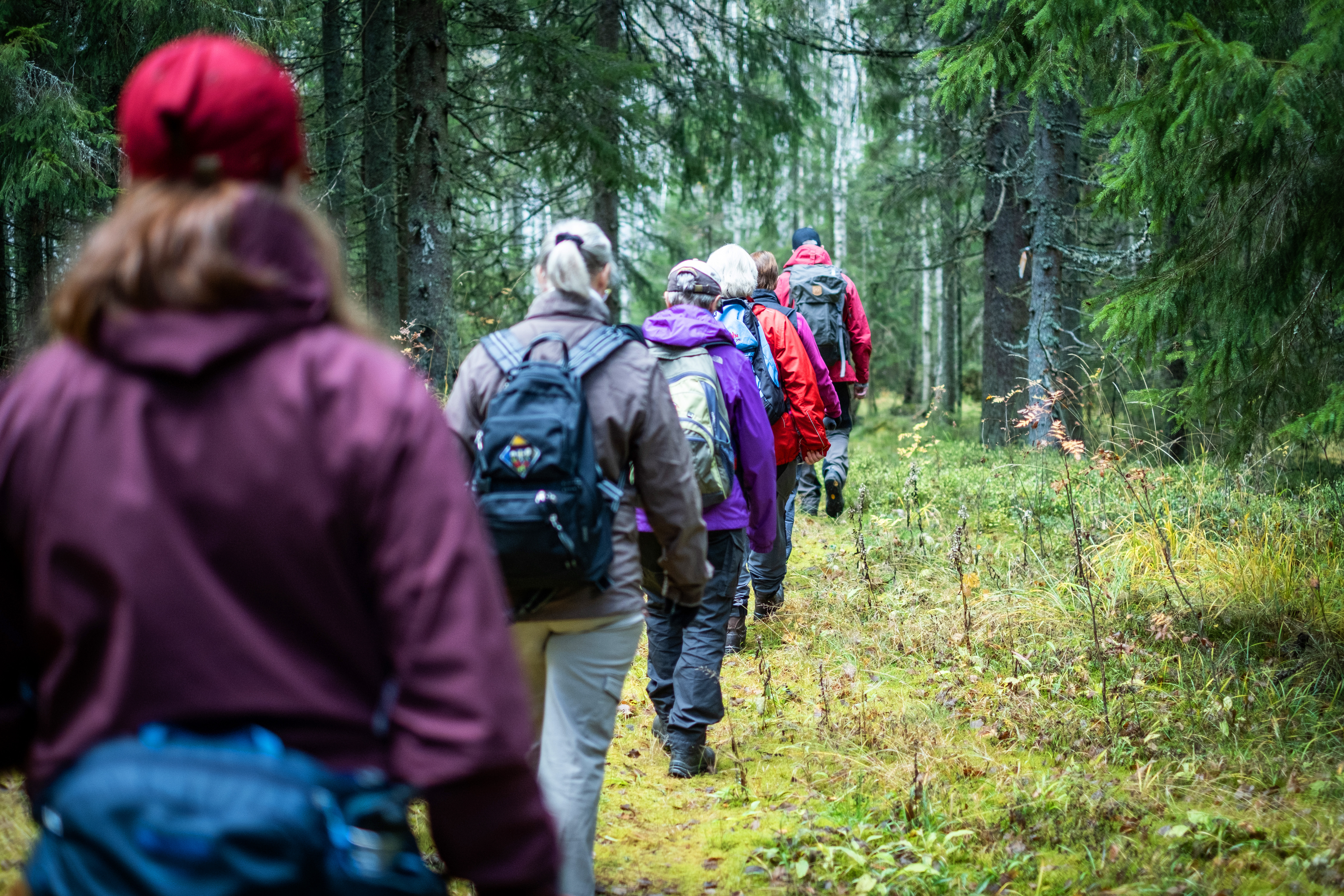 Ett led av pilgrimer på vandring genom en grön granskog. 