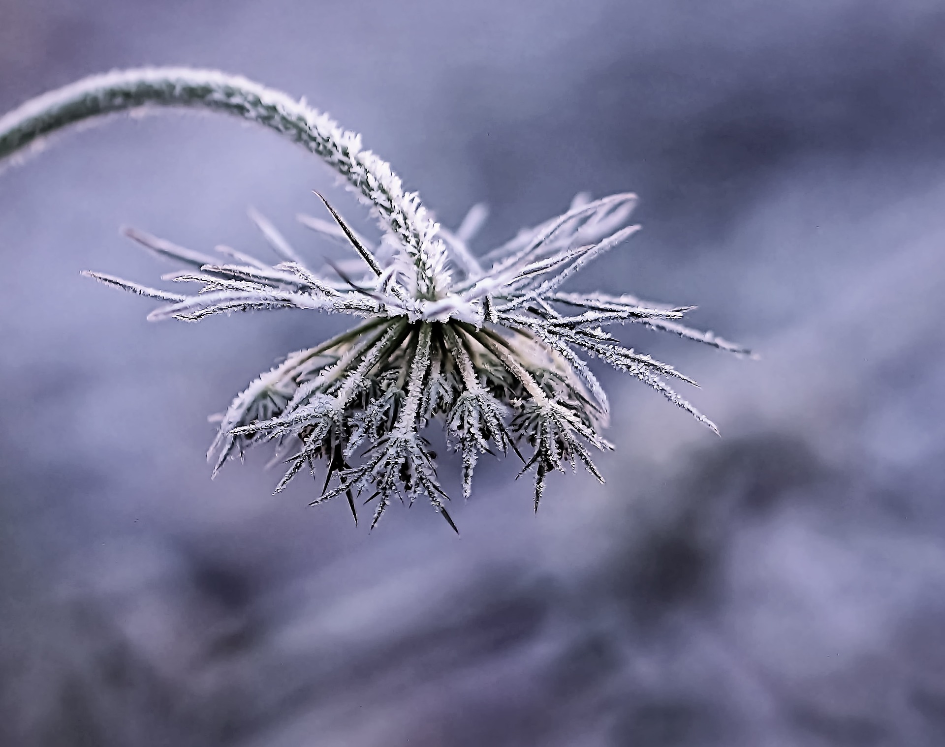 Vissen blomma med vinterfrost på.