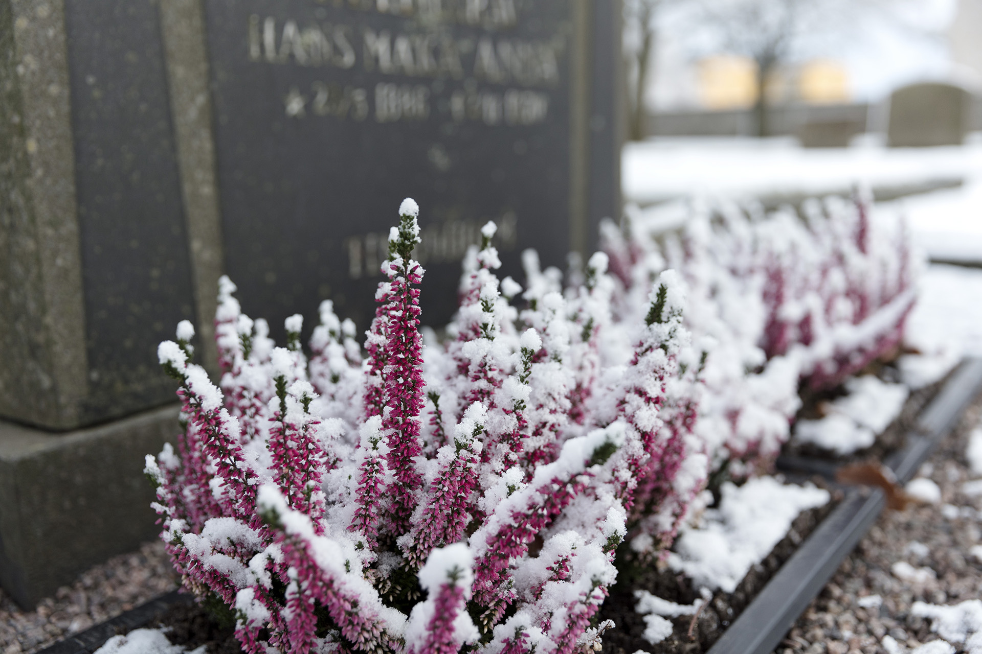 Gravsten rosa ljung.