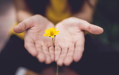 Två händer och en gul blomma.
