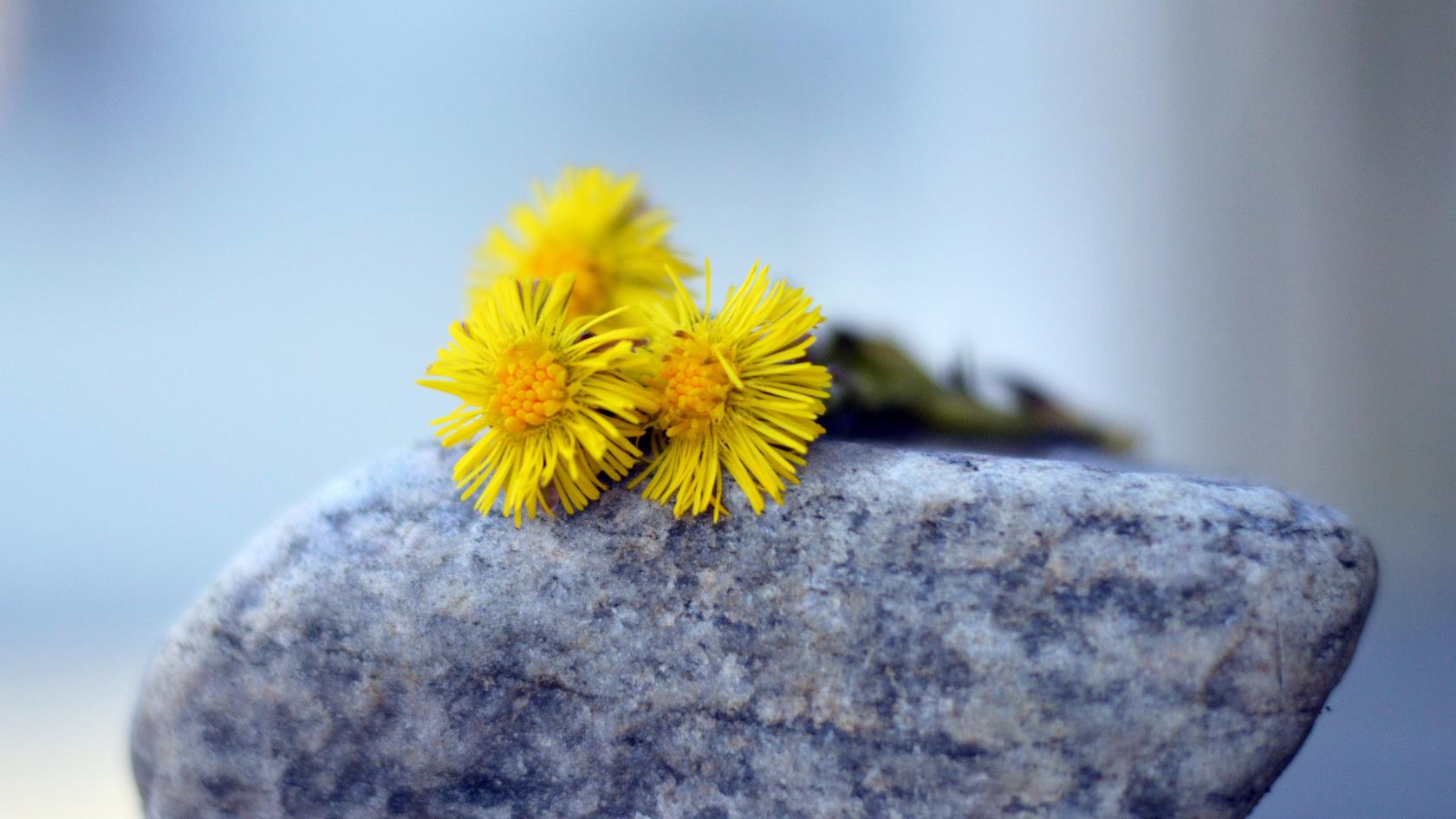 En gul blomma som ligger på en sten.