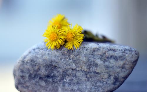 En gul blomma som ligger på en sten.