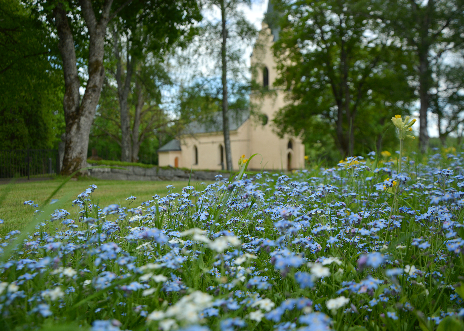 Ljusgul kyrka med torn med vita och blå blommor i förgrunden.