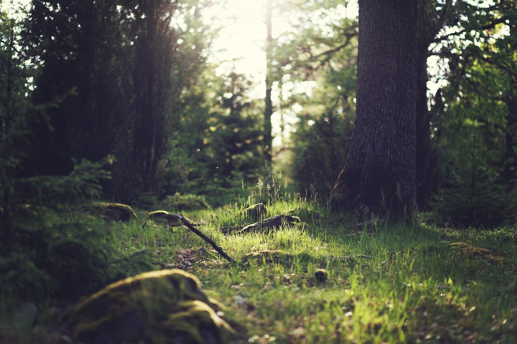 Solglänta i skogen