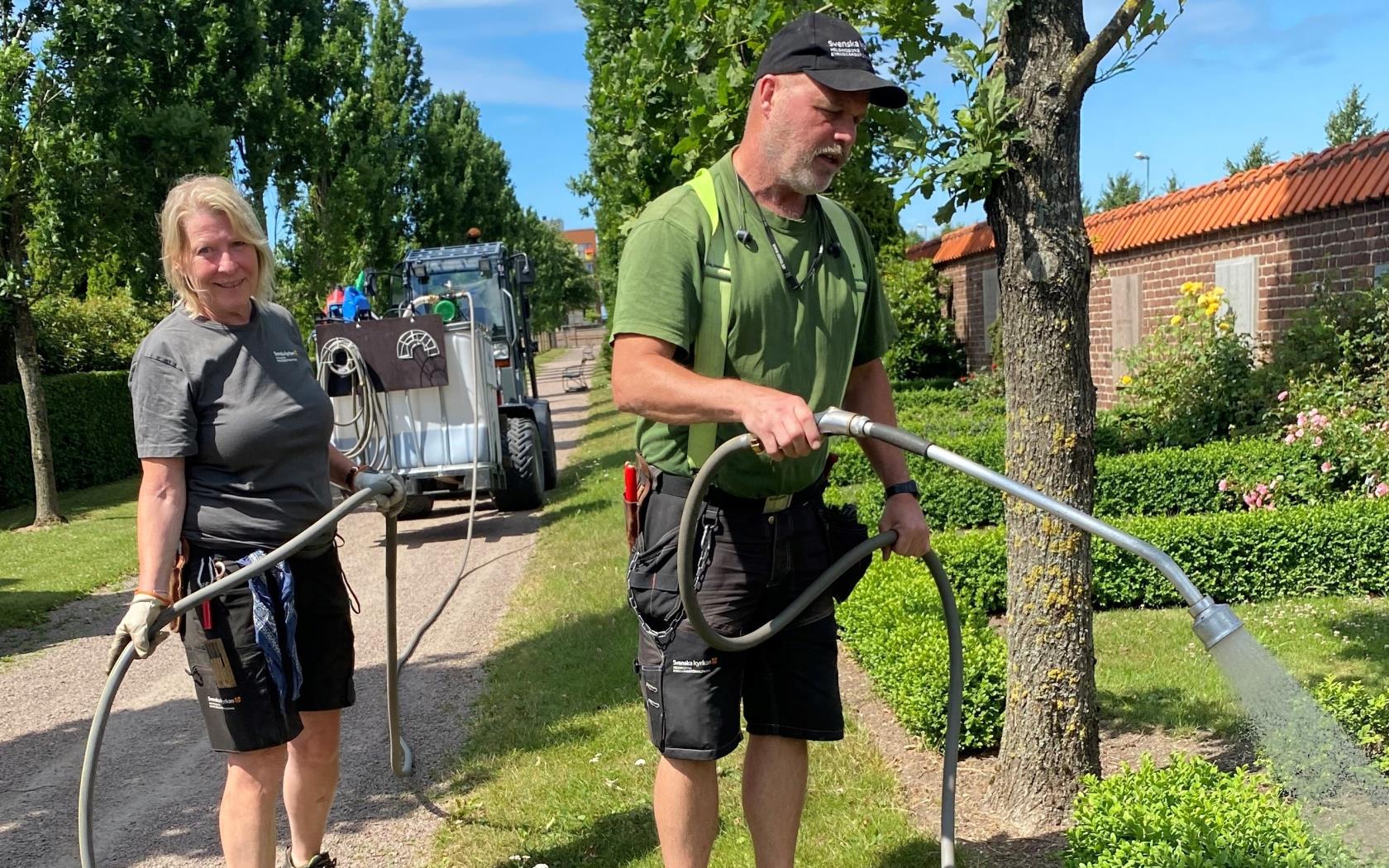 Två medarbetare vattnar med slang kopplad till en stor tank med kompostte på buxbomshäckar. 