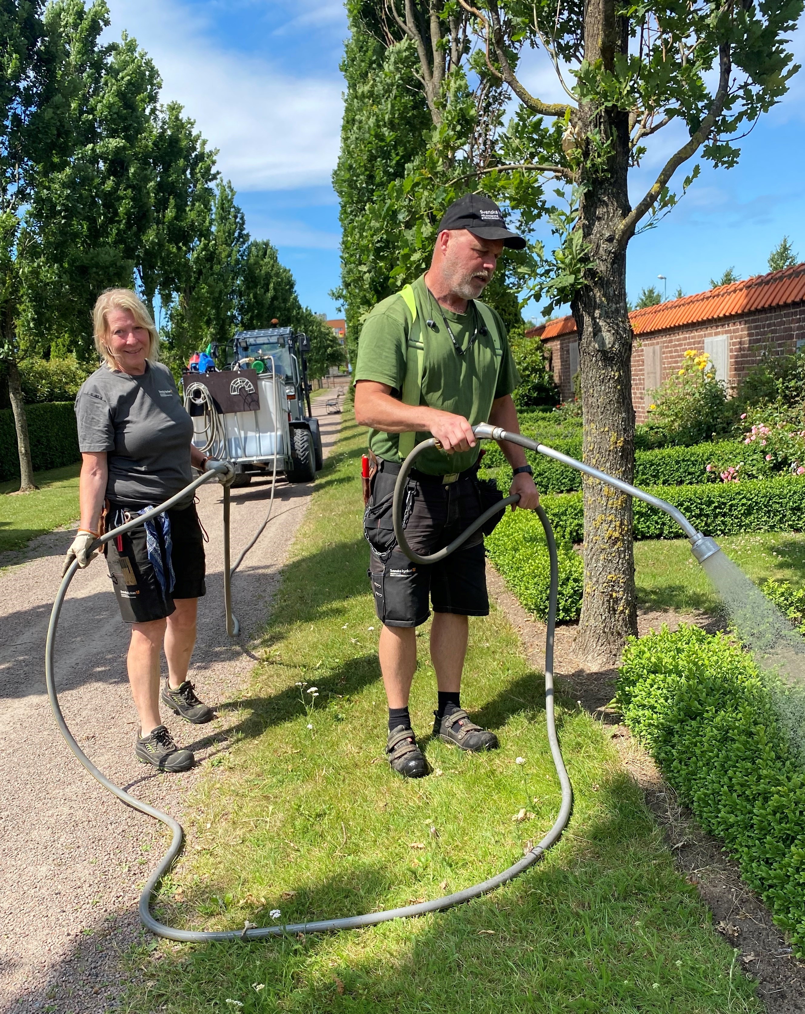 Två medarbetare vattnar med slang kopplad till en stor tank med kompostte på buxbomshäckar. 