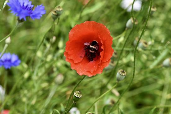 Humla pollinerar i en röd vallmoblomma.