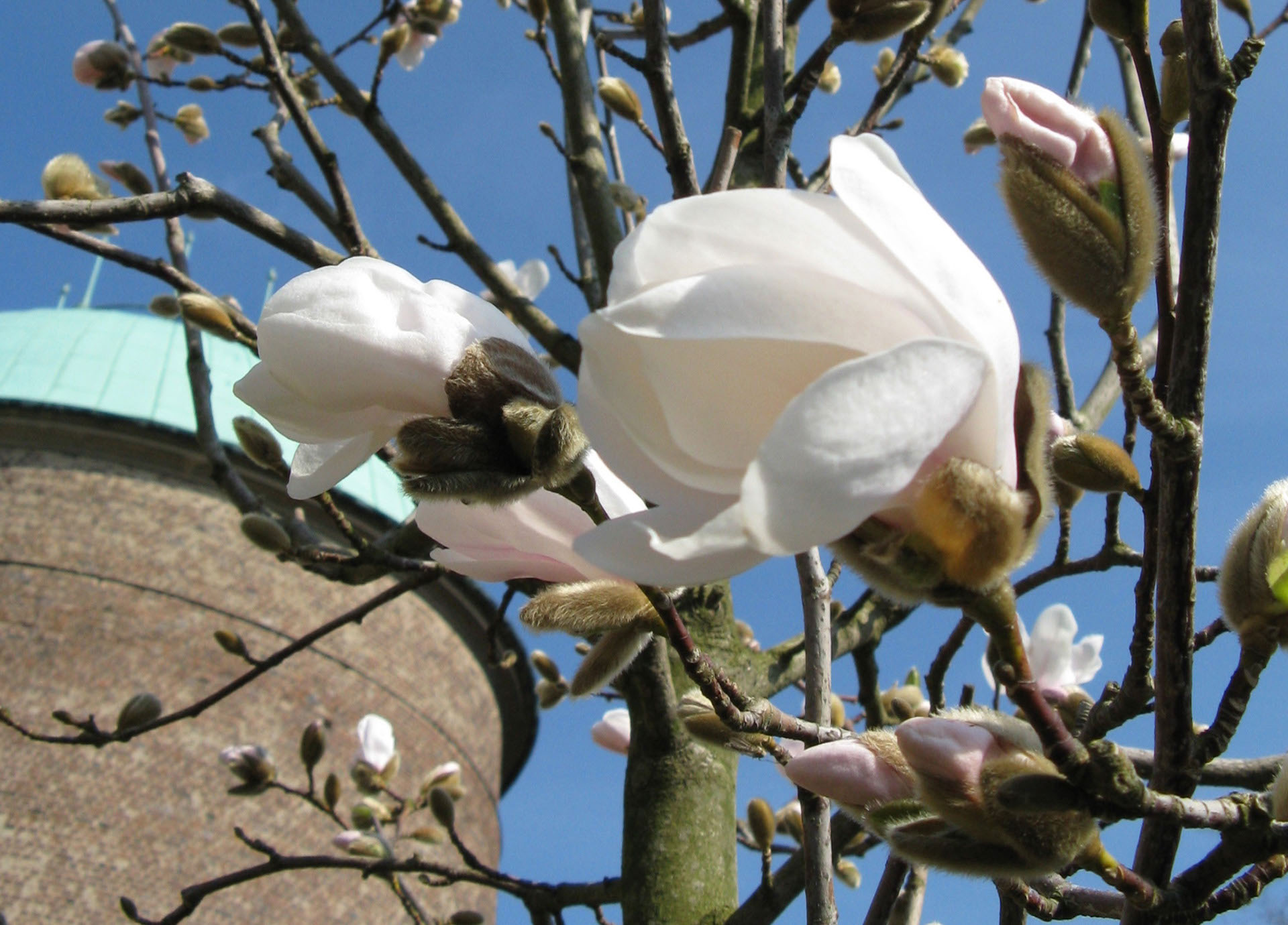 Magnolia som blommar vid krematoriet