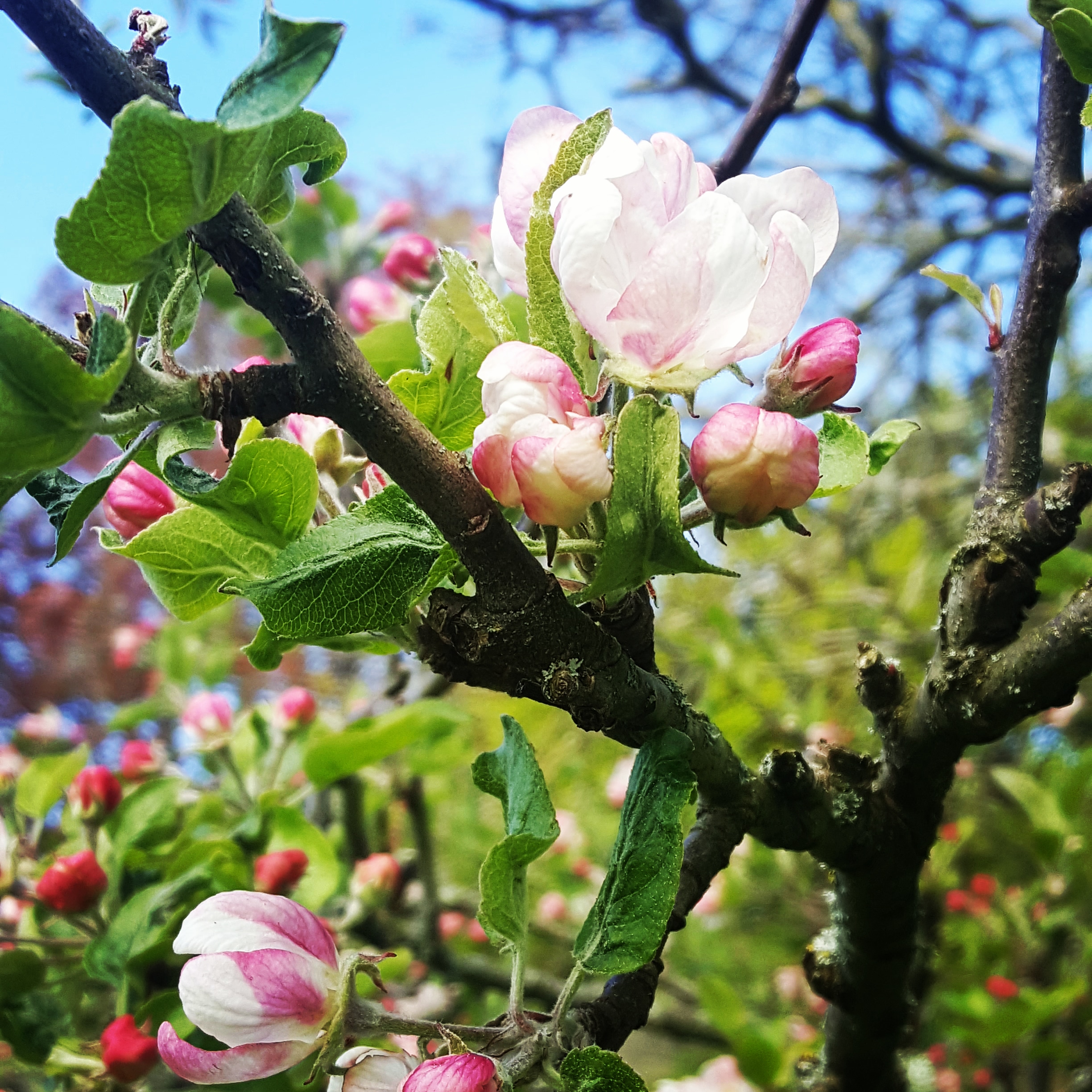 Äppleblommor på en kvist